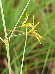 Brachystelma chloranthum