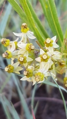 Xysmalobium involucratum
