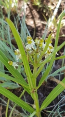 Xysmalobium involucratum