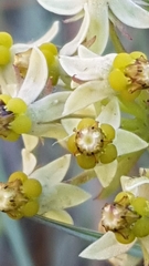 Xysmalobium involucratum