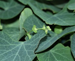 Cissampelos torulosa