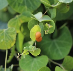 Cissampelos torulosa