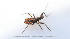Sphedanolestes impressicollis
