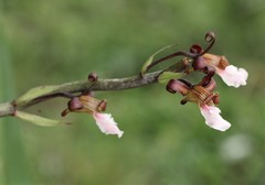 Eulophia petersii