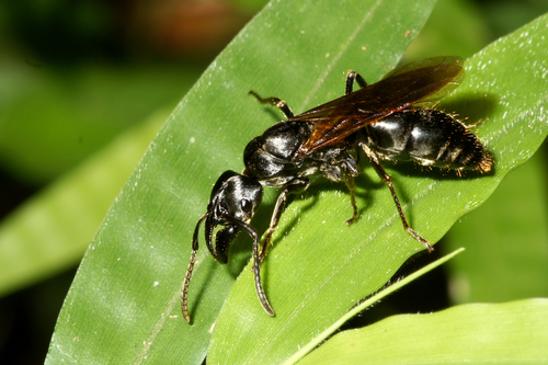 African stink ant