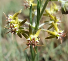 Miraglossum pulchellum