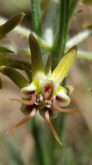 Miraglossum pulchellum