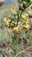 Miraglossum pulchellum