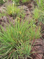 Brachystelma chloranthum