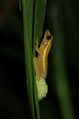 Rohanixalus vittatus