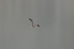 Gallinago solitaria