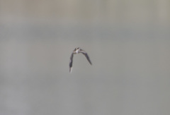 Gallinago solitaria