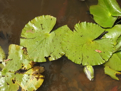 Nymphaea gigantea