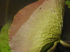 Nymphaea gigantea