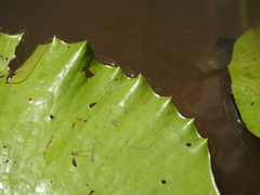 Nymphaea gigantea