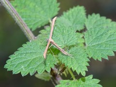 Stenoptilia pterodactyla