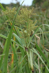 Cyperus dives