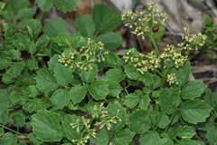 Cyphostemma natalitium