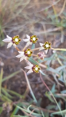 Asclepias multicaulis