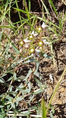 Asclepias multicaulis