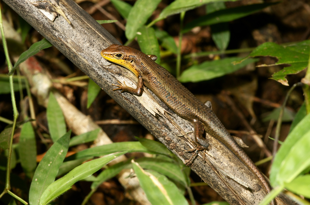 Guinea Mabuya