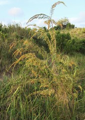 Passerina rigida