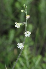 Silene burchellii multiflora