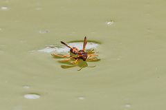Polistes erythrinus