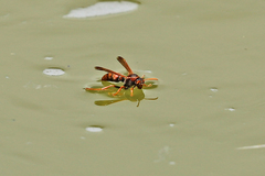Polistes erythrinus