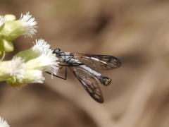 Thevenetimyia maculipennis