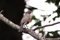 Turdus migratorius