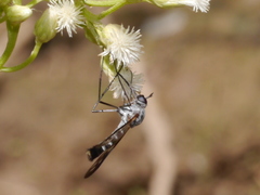 Thevenetimyia maculipennis