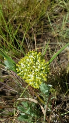 Xysmalobium involucratum