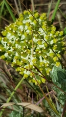 Xysmalobium involucratum