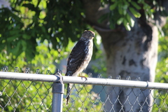 Accipiter cooperii