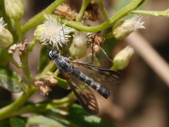 Thevenetimyia maculipennis