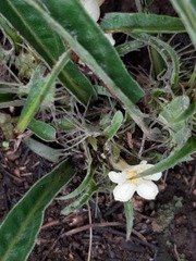 Crabbea angustifolia