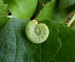 Trichiosoma triangulum