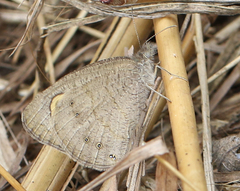 Ypthima baldus madrasa