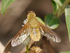 Chrysanthrax edititius