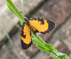 Baliochila hildegarda