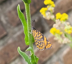 Baliochila hildegarda