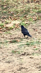 Corvus frugilegus