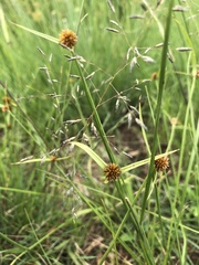 Cyperus erectus