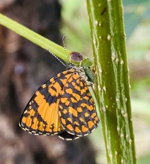 Baliochila hildegarda