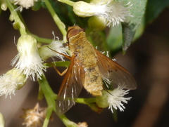 Chrysanthrax edititius