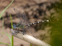 Erpetogomphus lampropeltis