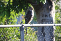 Accipiter cooperii