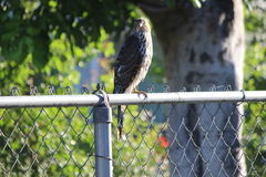Accipiter cooperii