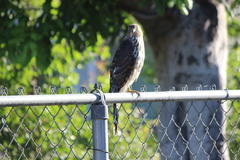 Accipiter cooperii